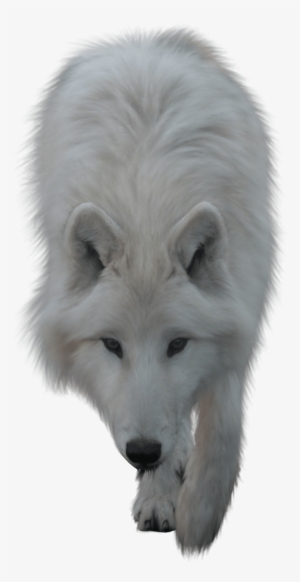 Animals - Wolves - Transparent Wolf