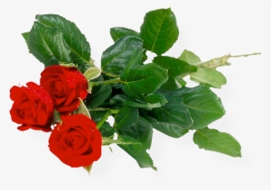 Download - Khadi Rose Honey With Rose Petal Soap (set Of 4)