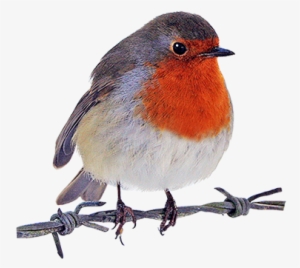 Robin Clipart - Robin Red Breast Png