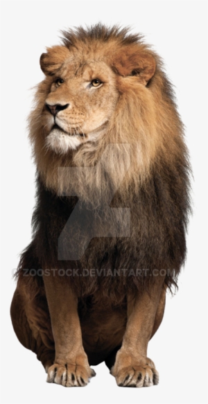 Sitting Lion Png Free Download - Lion Png Images Hd