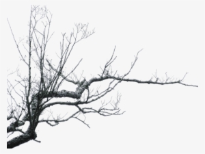branches - branch png