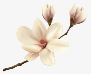 White Spring Magnolia Branch Png Clip Art Image - Magnolia Png
