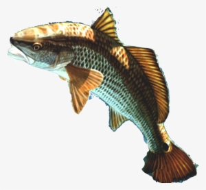 Download Png Image Report - Fish Head Png Transparent Background