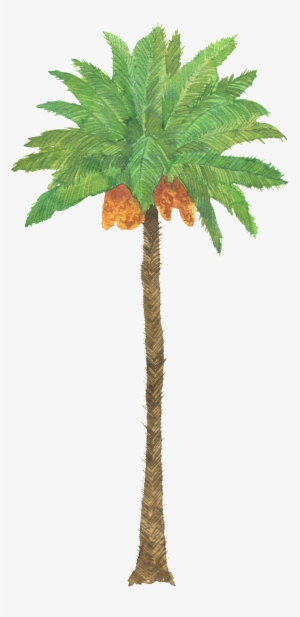 Green Coconut Tree Hand Painted Watercolor Transparent - Sabal Palmetto