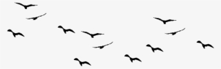 Transparent Images Pluspng Image - Birds Flying Vector Png