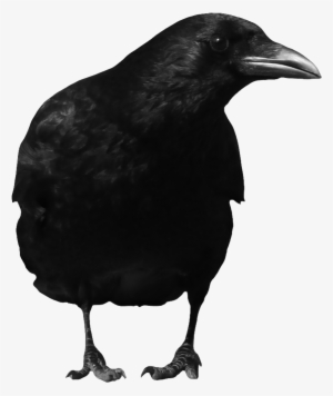 The Crow Png Clip Art Black And White Library - Crow Png