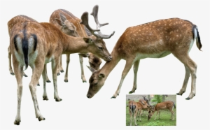 Group Of Deer Png