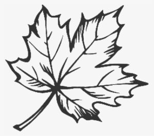 Clipart Free Maple Leaf Google Search Doodles Pinterest - Maple Leaf Tattoo Outline