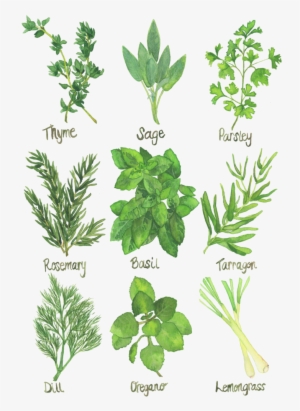 Herb Chart Kitchen Art Watercolor Print - Herb Chart