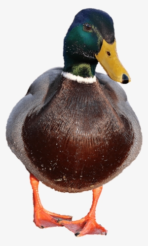 Duck Male - Duck Transparent Background