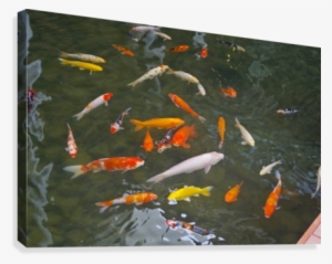 Ornamental Fish - Fish Pond
