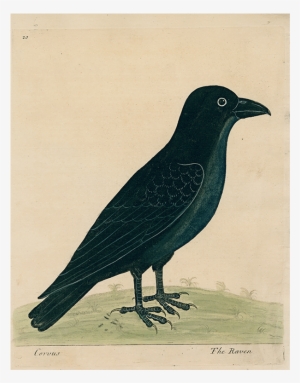 #8-raven (p 229) John Derian Company Inc - Quoth The Raven, "nevermore!"