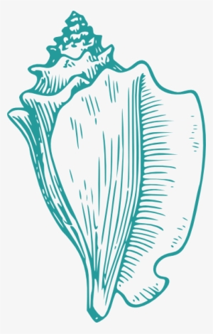 Wedding Shells Cliparts - Conch Shell Drawing