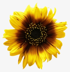Sunflowers Png