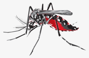 60 kb png - dengue mosquito image png