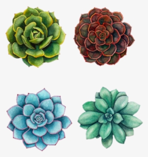 Succulent Tattoos Pinterest Drawings - Succulent And Fern Drawing