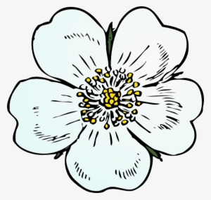 How To Set Use White Rose Clipart