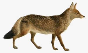 Dogs, Jackals, Wolves, And Foxes - Jackal Png