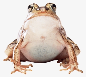 fat frog - frog png