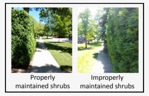 Landscape Obstructions - > - Thuya