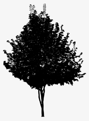 Free Download - Tree Png Black And White