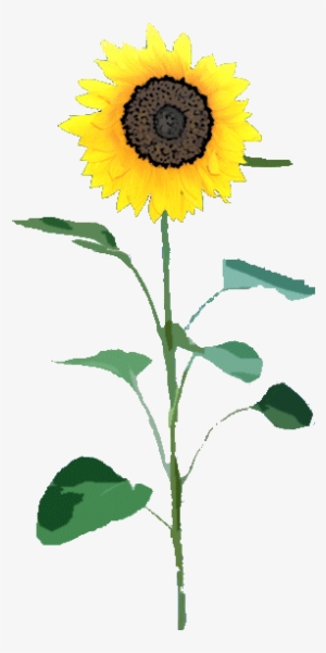 Sunflower Png - Sunflower Png File