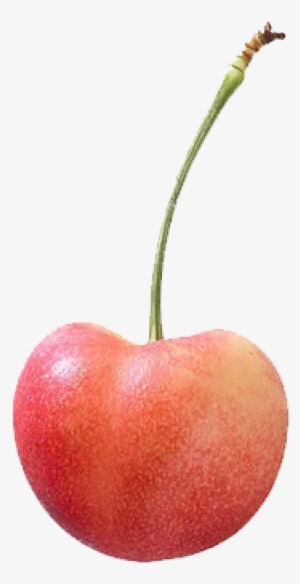 A Very Attractive, Exceptionally Large, Yellow Cherry - Rainier Cherry Png