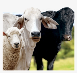 Organic - Cow And Sheep Png