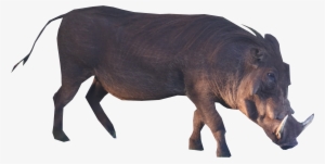 Brown Boar Standing Png Image