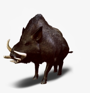 Witcher 3 Wild Boar