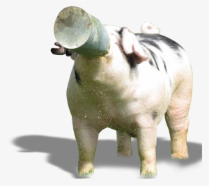 Boar - Drawing