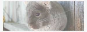 Picture - Mouse