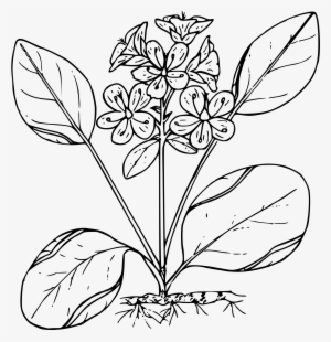 This Free Icons Png Design Of Sierran Spring Beauty