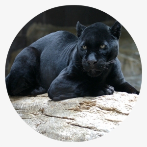 Black Panther 1080p Wallpaper - Black Jaguar