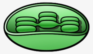 Small - Chloroplast Clip Art