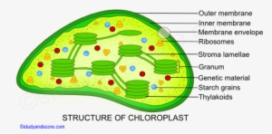 Ultrastructure Of Chloroplast, Envelop, Stroma, Granum, - Genetic Material In Chloroplast