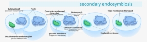 Secondary Endosymbiosis Consisted Of A Eukaryotic Alga - Secondary Endosymbiosis Apicoplast