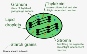 Annotated Diagram Of A Chloroplast