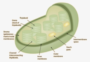 Chloroplasts By Jesse Malmberg - Chloroplast Structure