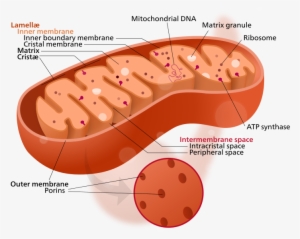Chloroplast - Mitochondrion - Mitochondria Ribosomes