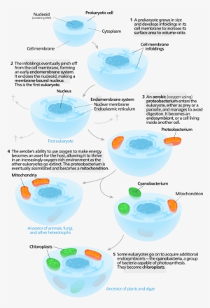 <p><strong>sf Fig - 2 - 4 - </strong> The - Endosymbiotic Theory Diagram