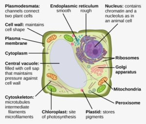 This Illustration Depicts A Typical Eukaryotic Plant - Vesicles On A Plant Cell