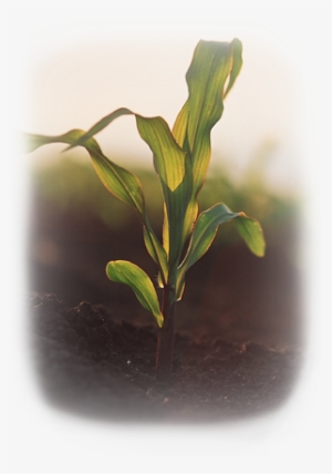 Young Corn Plant - Twig
