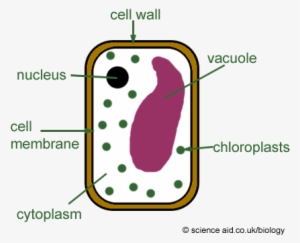 Vacuoles - Simple Plant Cell Diagram