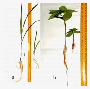 Response Of Plants Grown In Soil Amended With Ground - Tree