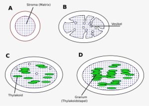 Chloroplast De - Circle