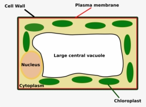 Plantcell2 - Plant Cell Looks Like