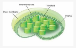 Chloroplasts Are Organelles Found In Plant Cells And - Chloroplast Structure