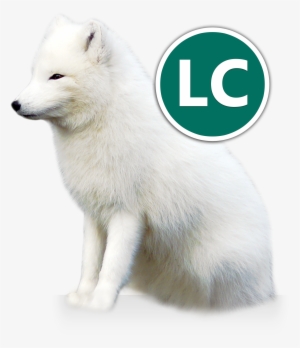 Arctic Fox Icon Conservation - Arctic Fox
