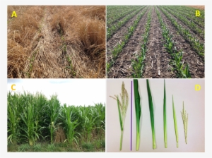 Examples Of Corn Growth And Developmental Difference - Field